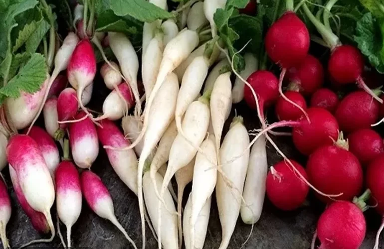 معجزة الفجل الرهيبة لمرضى ضغط الدم المرتفع لن تتوقف عن تناوله بعد اليوم