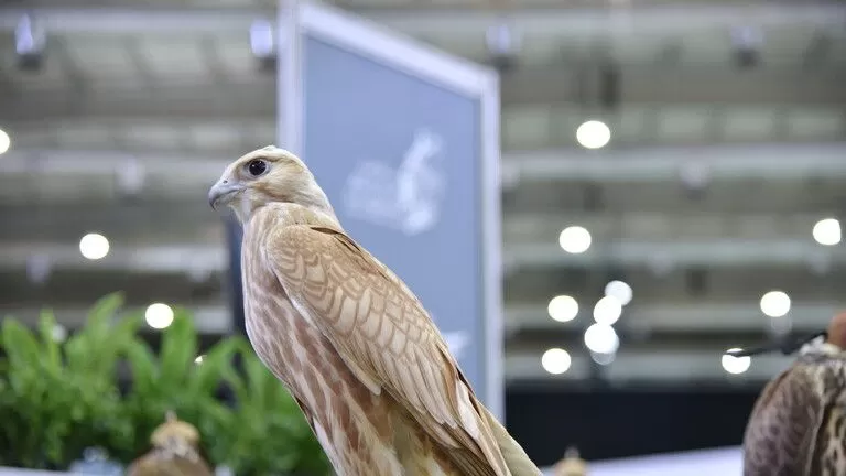 سعودي يحرج إماراتي ويرفض بيع صقره بثروة خيالية لسبب أشعل   مواقع التواصل في المملكة