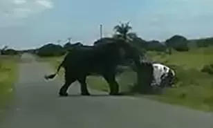 شاهد ما فعله فيل غاضب بعائلة استفزته بهذه التصرفات فجعلهم يدفعون الثمن