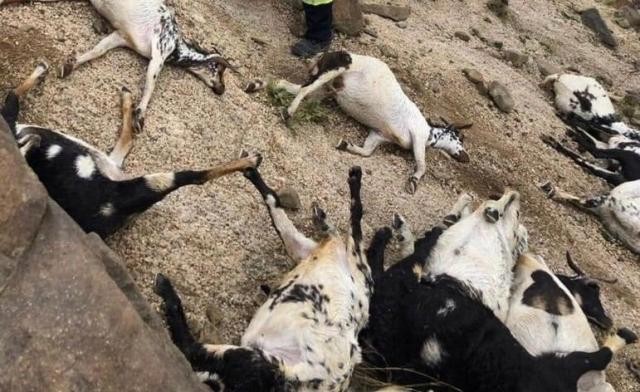 صاعقة رعدية تتسبب بنفوق عشرات الأغنام في ريمة بنفس مكان وفاة ”راعيها” و إنهيار وتضرر عدة منازل