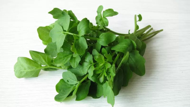 حقيقة الفوائد الجنسية للجرجير يكشفها اطباء مختصون ولماذا يجب على الرجال تناوله بحذر