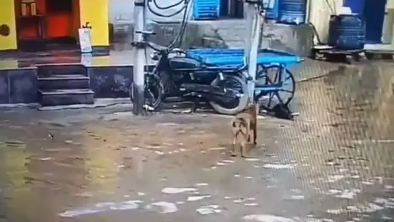 شاهد كلب يضحي بحياته لإنقاذ آخر من صعق كهربائي.