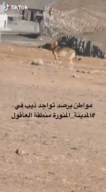 فيديو مُضمّن