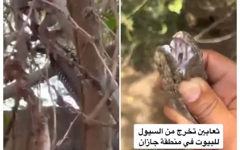 شاهد .. ثعابين سامة تخرج من مجاري السيول إلى البيوت في جازان بعد هطول الأمطار الغزيرة.