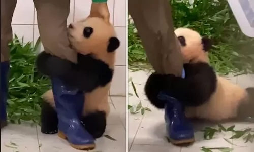 فيديو مذهل لدب بنده نادر مع طفله وما فعله معه ادهش الجميع