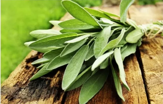 السر الرباني في هذه العشبة الرخيصة والتي تغير حياة مرضى السكري وتجعلهم يعيشون حياة طبيعية يألون ويشربون كما يريدون بدون خوف