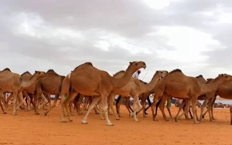 عاجل: قرارات سعودية صادمة بحق ملاك الابل والمواشي الاجانب في المملكة