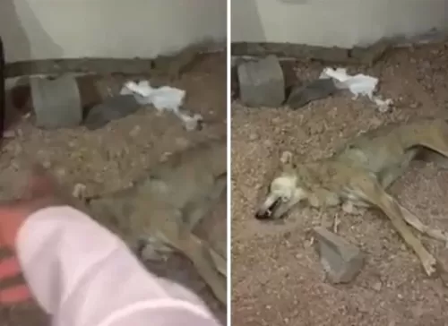 فيديو مروع من السعودية لذئب هاجم عائلة وافترس طفل وامرأة وهذا كان مصيره