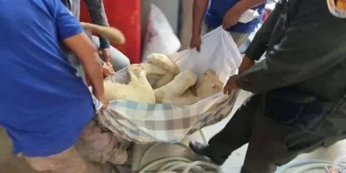 في حادثة غريبة: انقاذ أسد من يد إنسان كان على وشك القيام بهذا الفعل المريع به