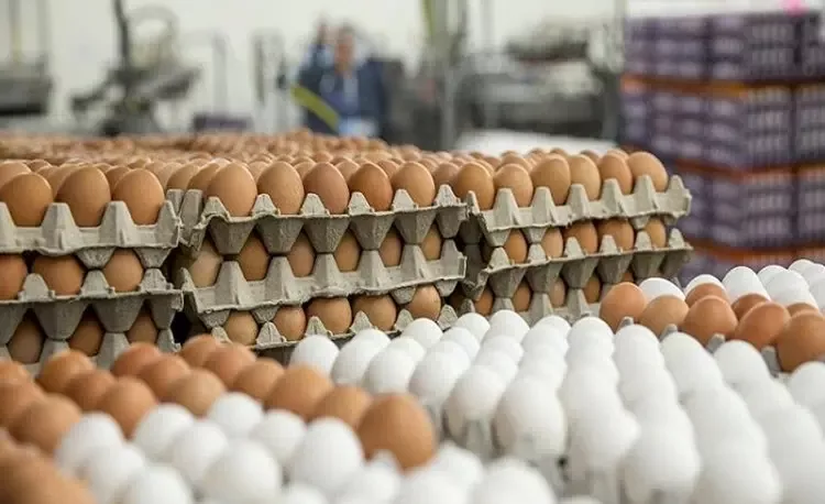 بعد وصول البيض المستورد هذا سعر طبق البيض الجديد في السعودية