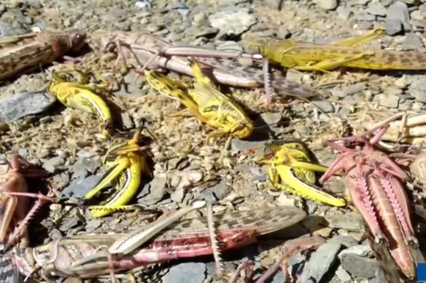 بالفيديو: .صدمة بعد الكشف عن ما يحمله الجراد في السعودية