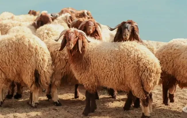 أسعار الاضاحي..  في السعودية اليوم ونصائح هامة قبل شراء الأُضحية