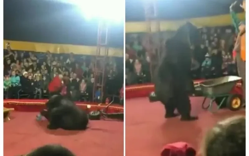 انقض عليه وحاول افتراسه.. شاهد دب يفاجئ مدربه أثناء عرض بهجوم عنيف