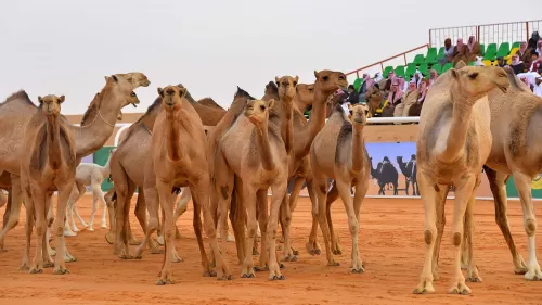 السعودية تصدر قرار طرد أي وافد يقوم بهذا العمل بحق الإبل