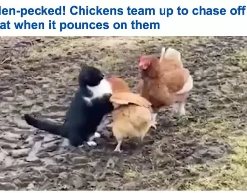 شاهد ردة فعل دجاجة بعدما حاول قط افتراس صديقتها!