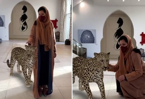 شاهد:الاميرة السعودية ريما بنت بدر تشعل المملكة بظهورها مع نمر في منزلها