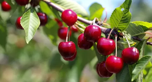 هذه الفاكهة تأثيرها اشد من الحبوب المنومة
