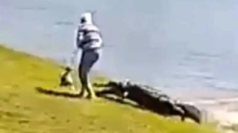 شاهد: تمساح ضخم يلتهم امرأة بعد نزولها البحيرة لإنقاذ كلب!