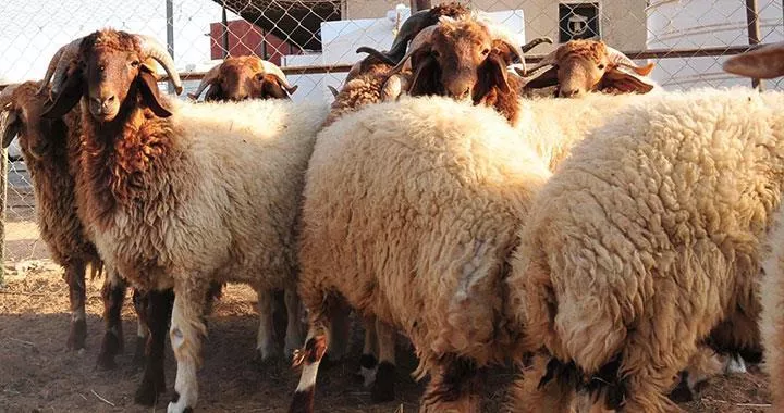 بالفيديو: أسعار الاضاحي في سوق العزيزية في الرياض