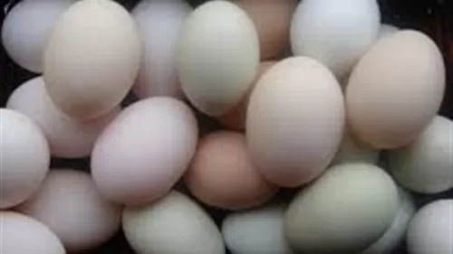 هذا الفيديو سيجعلك تتوقف عن شرب البيبسي عندما ترى بعينك ما سيحدث لبيضه عند وضعها في كوب من المشروبات الغازية