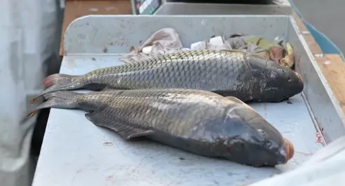 هذه هي انواع الأسماك الأكثر فائدة