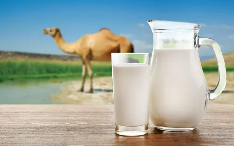 دراسة أمريكية تكشف عن معلومات مذهلة في حليب الابل ..