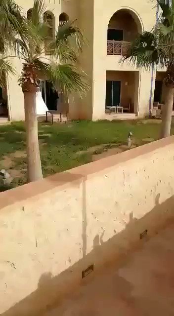فيديو مُضمّن