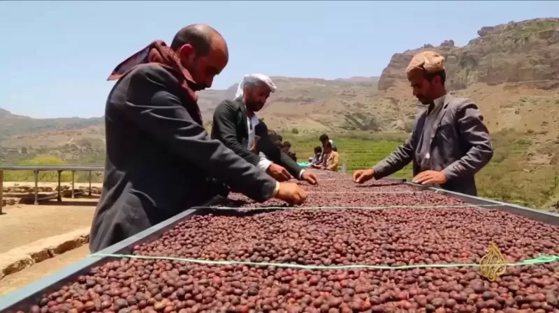 بورصة البُن في أمريكا تسجل اعلى سعر للبن اليمني في التاريخ بهذا المبلغ