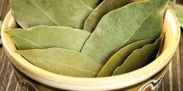 أوراق هذه الفاكهة تخفض الجلوكوز وتمدك ب الأنسولين اللازم  وتقتل الديدان