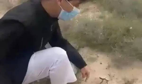 شاهد: الفقع يخرج من حوش المدارس في السعودية .