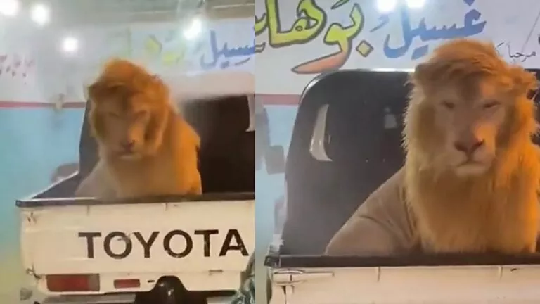 السلطات السعودية تفاجئ الجميع بقرار قوي بحق الشاب الذي غسل أسَد في مغسلة سيارات