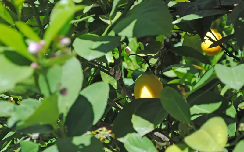 لهذه الأسباب اوراق الليمون تساوي وزنها ذهباً