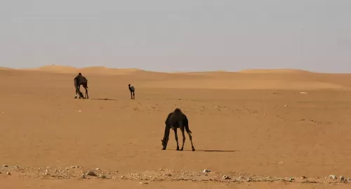 سفير فرنسا في السعودية يعقد اجتماع رسمي مع القرود