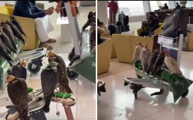 فيديو لثري سعودي يحتل قاعة مطار البحرين الدولي بصقوره التي اصطحبها معه على طائرته الخاصة