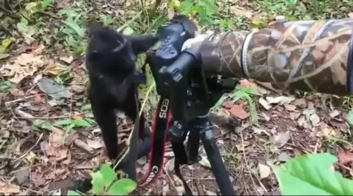 فيديو مدهش لقرد يقلد مصور ويلتقط صور احترافية