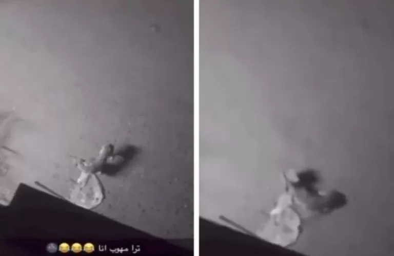 شاهد مقطع يثير الغضب لـ شاب يسقط طوبة من مكان مرتفع على ظهر كلب