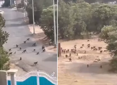 فيديو لشجار عنيف بين قرود في السعودية على تقاسم الغنائم بعد السيطرة على منطقة كاملة في السعودية