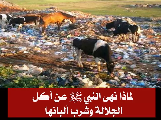 هل تعرف ما هي الجلالة ؟ ولماذا نهانا الإسلام عن أكلها وشرب لبنها؟