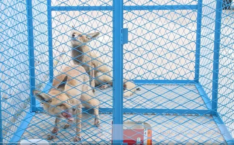 بالفيديو: لحظة القبض على ثعلب بأحد أحياء السعودية بعد التحايل عليه بهذه الطريقة الذكية
