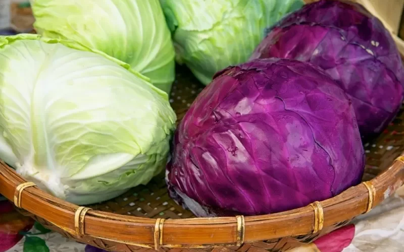 معجزة طبية .. لن تصدق قدرة الكرنبين الأحمر والأخضر في حرق الدهون ومكافحة هذ الأمراض الشائعة ؟