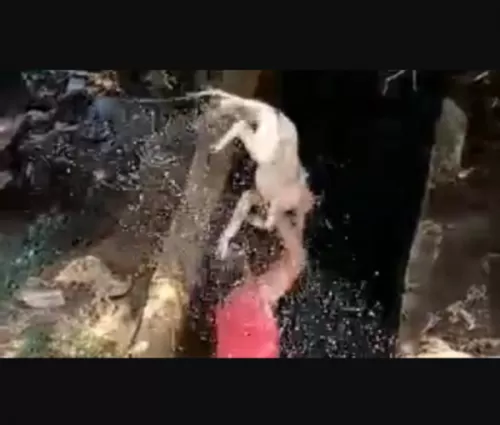 لن تستطيعوا إكمال مشاهدة الفيديو.. لبناني يُعذّب كلباً بطريقة وحشية