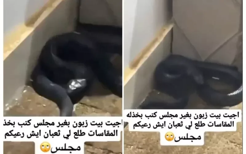 شاهد: ردة فعل مُنجّد فوجئ بثعبان أسود أمامه في منزل احد الزبائن