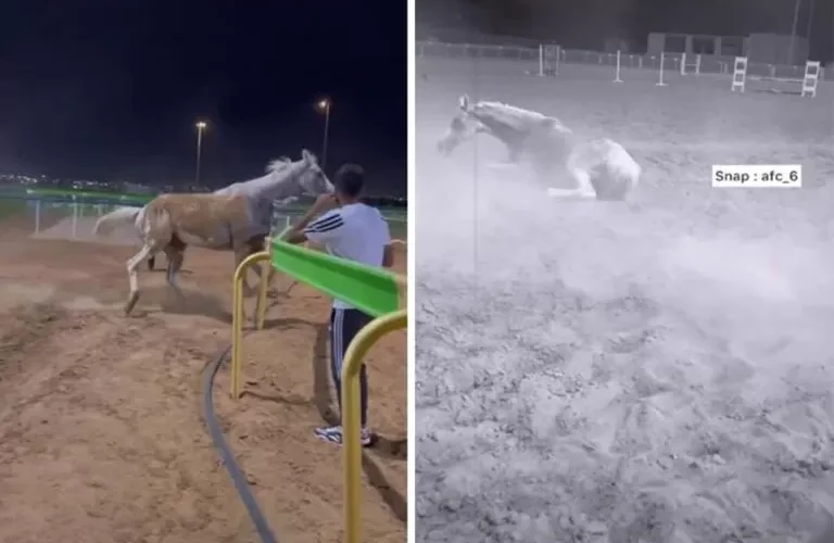 فيديو مؤلم لحصان وهو في سكرات الموت