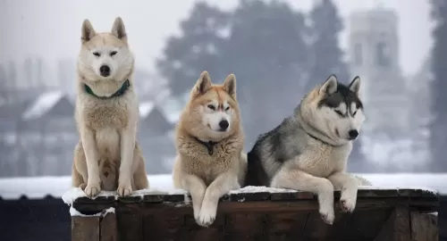 رائحته بعد الموت تكشف تفاصيل مفزعة… ماذا فعلت الكلاب الشرسة بصاحبها في مصر؟