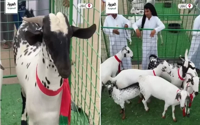 اسعارها مليونية.. تعرف على اندر سلالات المعز في السعودية وأين تُباع