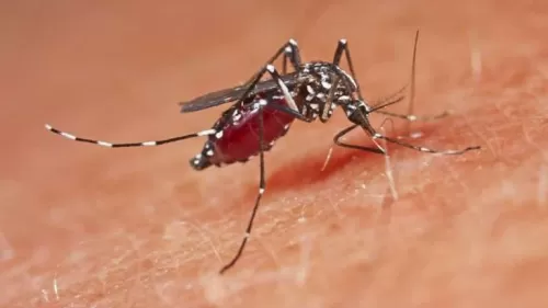 حقائق صادمة عن البعوض وهذه فصيلة الدم المفضلة عنده