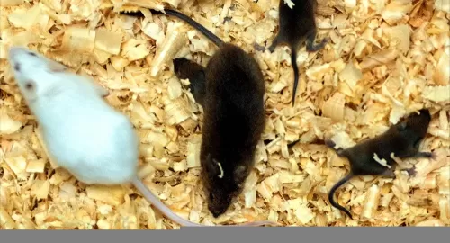 لن تصدق: فئران تلتهم اجساد اطفال مواليد في مستشفى الولادة