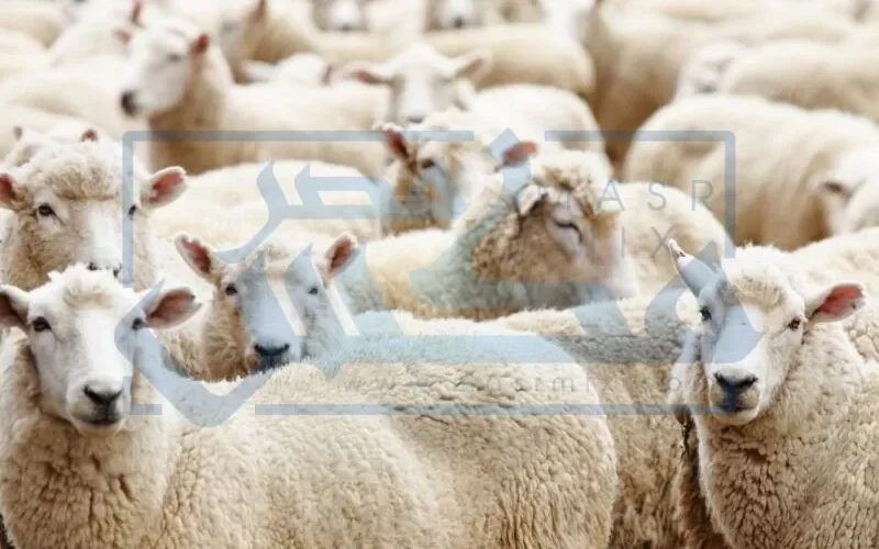 وزارة الزراعــة في مصر تحدد أسعار الأضاحي في مصر بحسب ما صرح بها الأزهر الشريف وأقرتها دار الأفتاء !