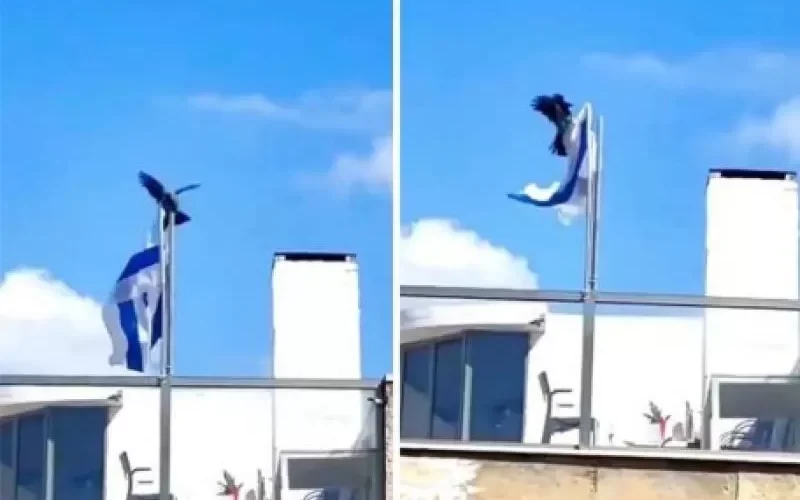 فيديو ينتشر كالنار على الهشيم.. غراب يمزق علم إسرائيل بمنقاره ويسقطه أرضا.. ومستوطن يصرخ ”أنا مصدوم”