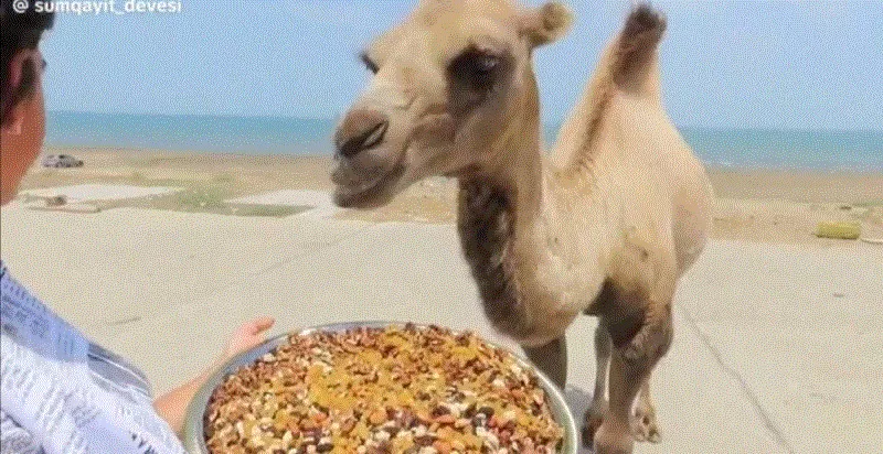 فيديو يشعل السعودية لردت فعل ناقة اطعمتها فتاة كمية من المكسرات بيدها